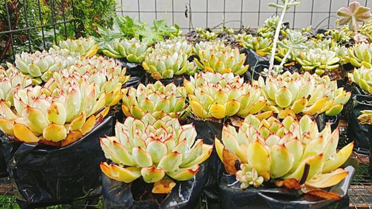 Suculentas precisam de boa luminosidade e pouca água para se desenvolver de forma saudável (Divulgação: Ralff Nestor Nacor/ Wikimedia Commons)