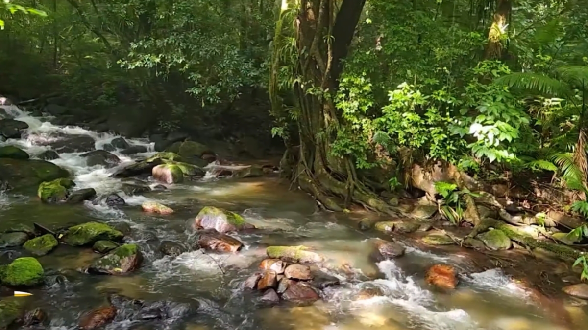 Localizado no Núcleo Santana, o principal ponto de visitação do parque, o Rio Betari atrai turistas do mundo todo pela sua visibilidade.