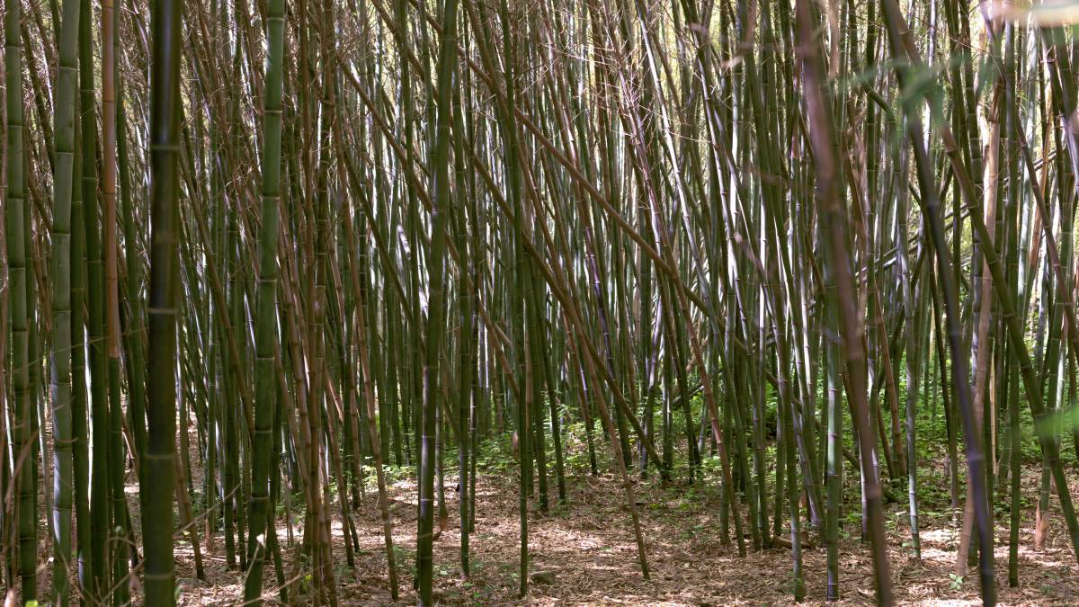 A planta pode chegar a 25 metros de altura e é usada tanto em jardins quanto em construções e móveis