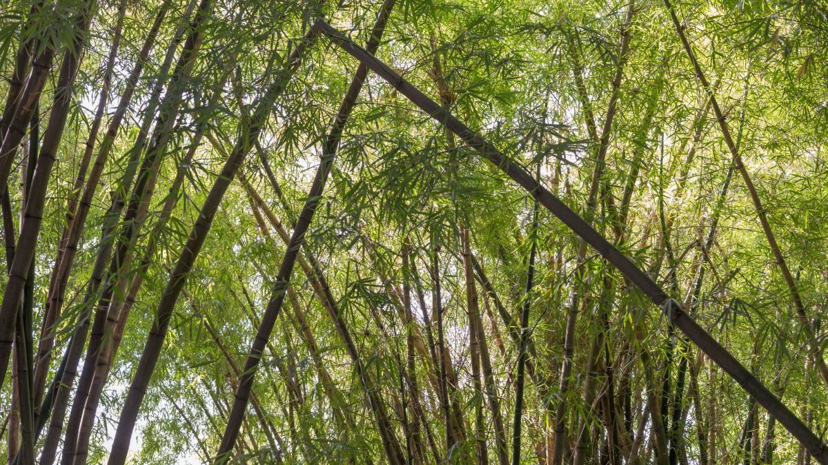 Para se manter saudável, o bambu precisa de solo fértil, drenagem adequada e rega controlad