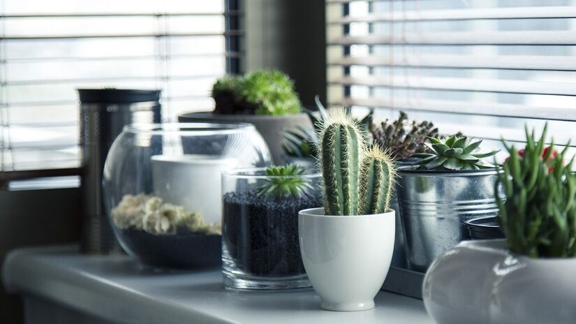 Para quem deseja mudar as cores da casa sem medidas drásticas, pintar os vasos de plantas é uma excelente alternativa. Escolha cores vivas que harmonizem com o sofá, com a parede ou com outros objetos decorativos próximos - (milivigerova/pixabay)