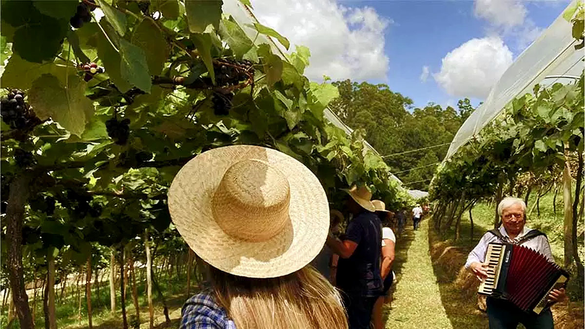 3. Passeio pelo terroir com almoço completo na Vinícola Casa da Árvore (Fotos: Divulgação)