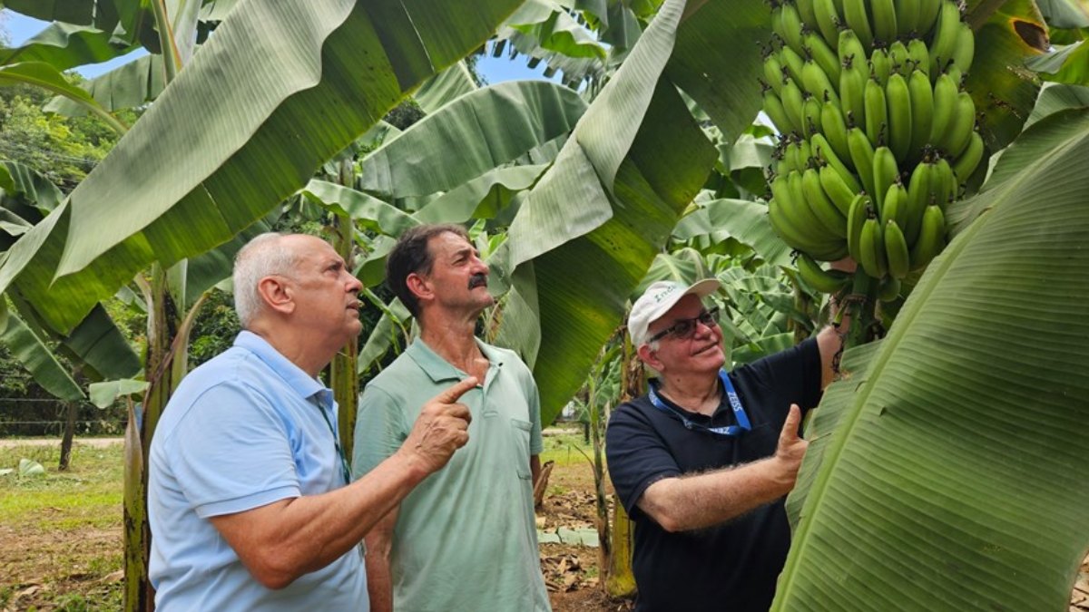 As primeiras mudas já começaram a ser distribuídas a produtores, enquanto uma cartilha técnica ajuda a explicar as características da novidade. Foto: Incaper
