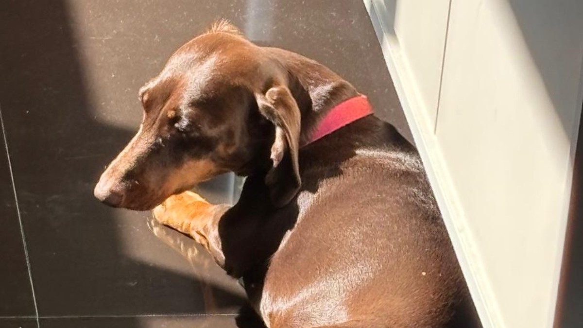 1. Cachorro aproveita momento de descanso sob a luz do sol dentro de casa. Foto: Daniel Villaça/Gazeta de S. Paulo