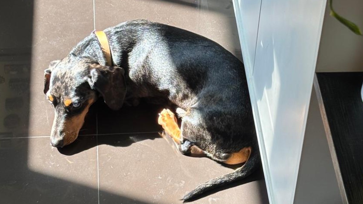 3. Animal de estimação busca conforto térmico ao se deitar no sol. Foto: Daniel Villaça/Gazeta de S. Paulo
