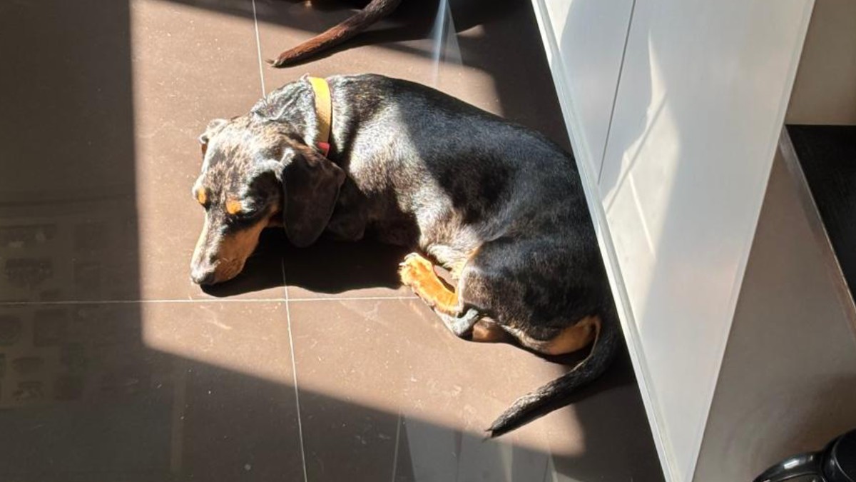 4. Registro destaca hábito frequente de cães em ambientes com luz natural. Foto: Daniel Villaça/Gazeta de S. Paulo
