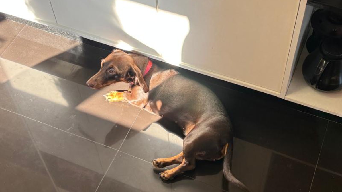 Comportamento natural dos cães aparece em momento de descanso ao sol. 