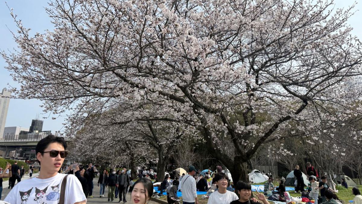 A florada das cerejeiras transforma as paisagens do Japão em um espetáculo de contemplação. Foto: Adriana Baroli