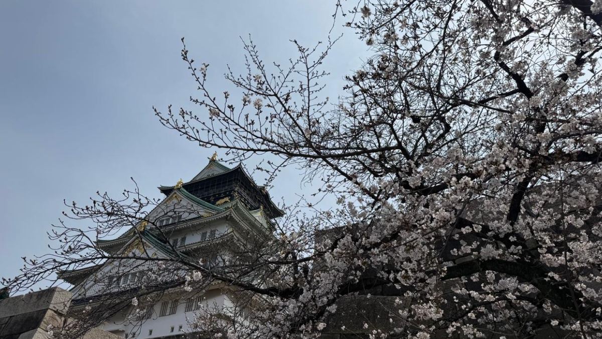 Turistas buscam experiências sensoriais e visuais durante a breve temporada das sakuras