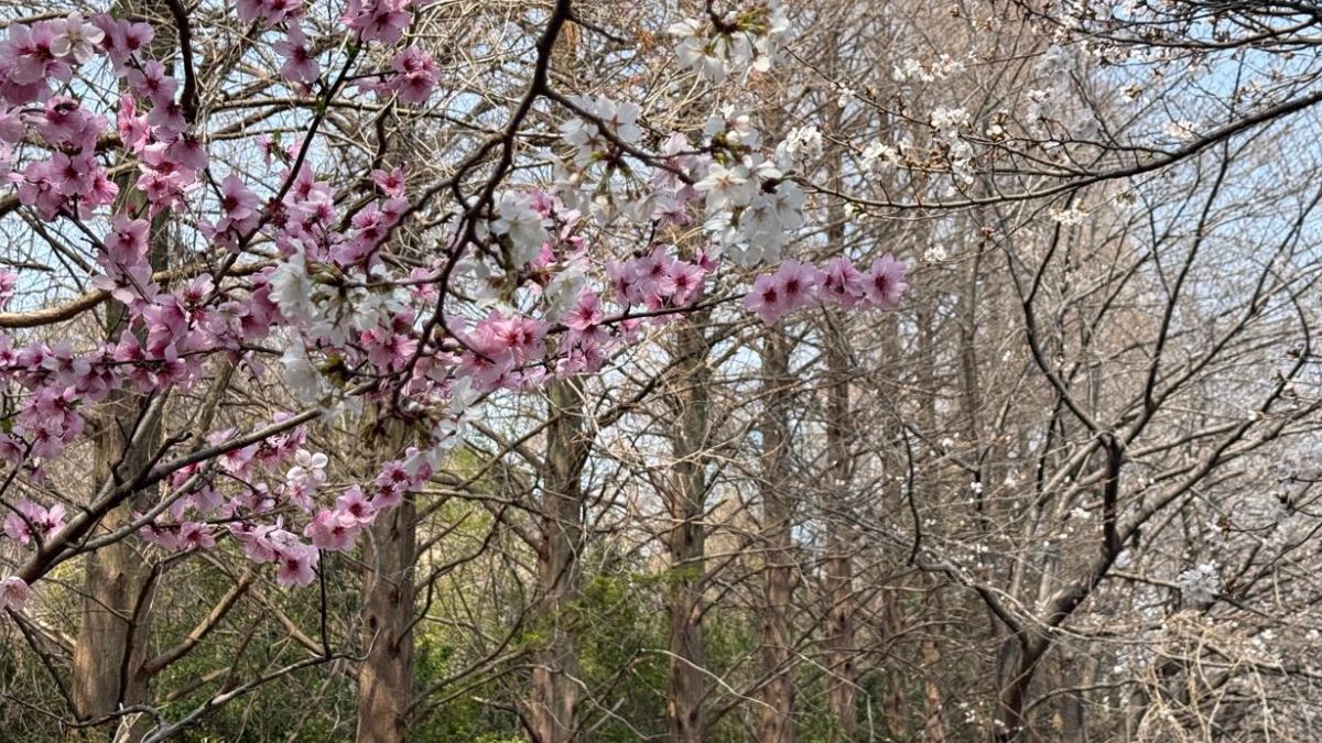 A pausa necessária: a florada das cerejeiras convida o viajante à valorização do momento presente.