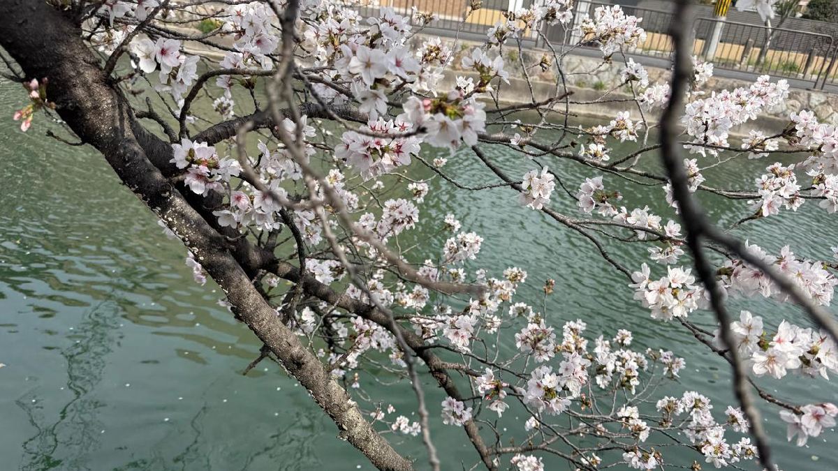 A convivência coletiva sob as árvores floridas marca a primavera nas grandes cidades. 