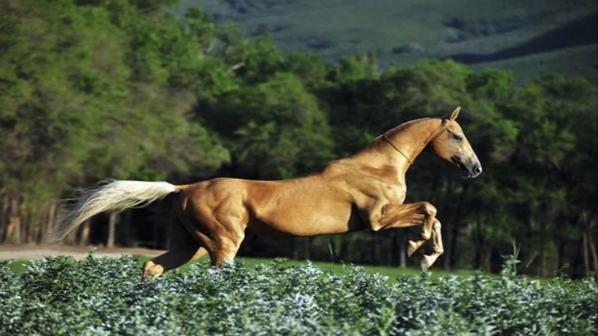 Raça Akhal-Teke é conhecida pelo efeito dourado natural - comprerural