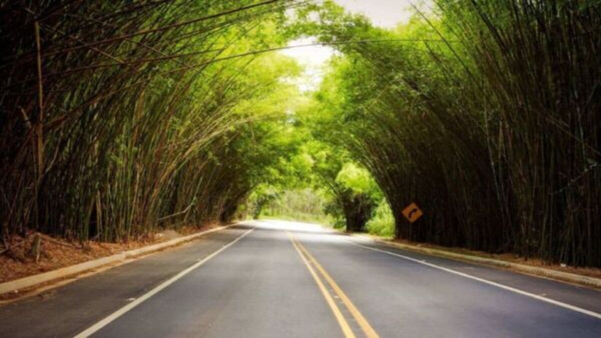 A estrada cercada por bambus oferece sombra e frescor ao longo do trajeto Prefeitura Municipal de Morungaba