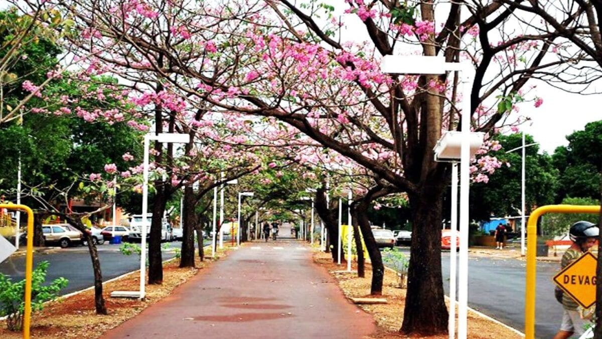 Ausência de esquinas cria um visual urbano único no interior paulista - Prefeitura Municipal de Ilha Solteira