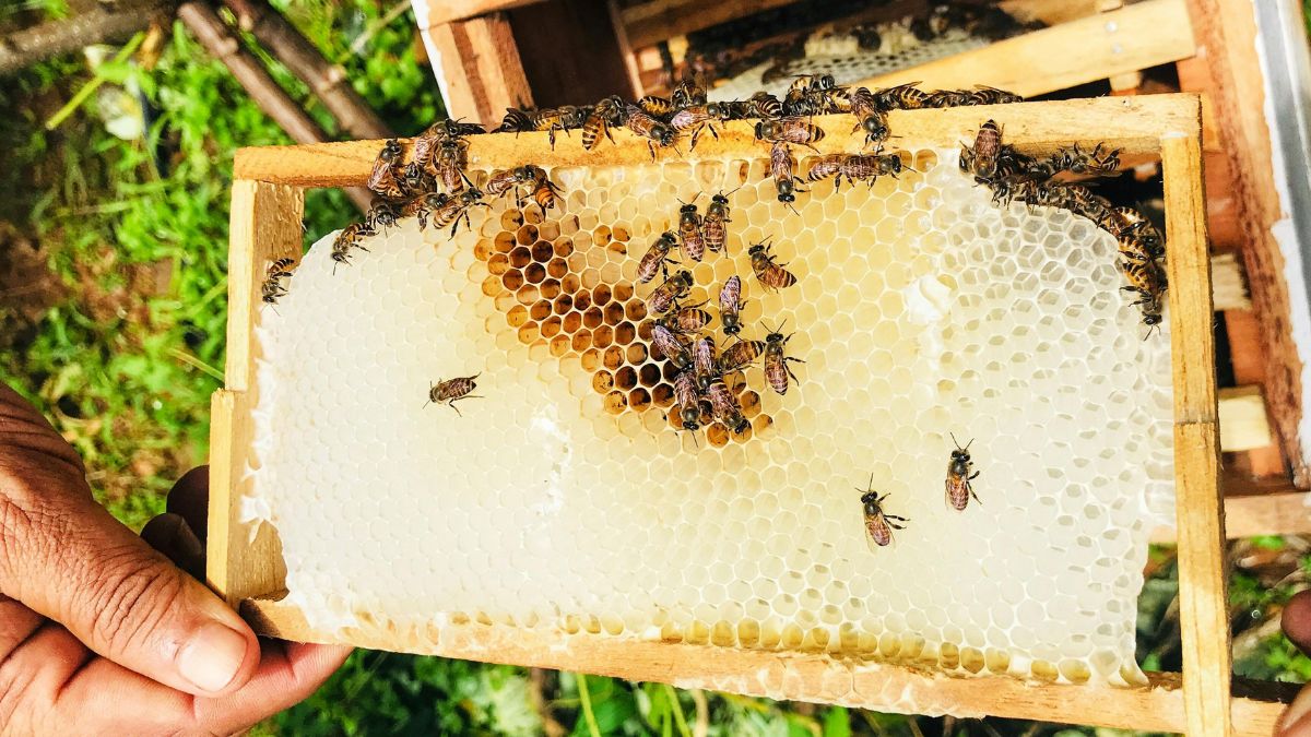Diferente do mel floral, ele surge quando abelhas recolhem o melato deixado por cochonilhas na bracatinga, num processo raro do Planalto Sul Brasileiro (Foto: Freepik)