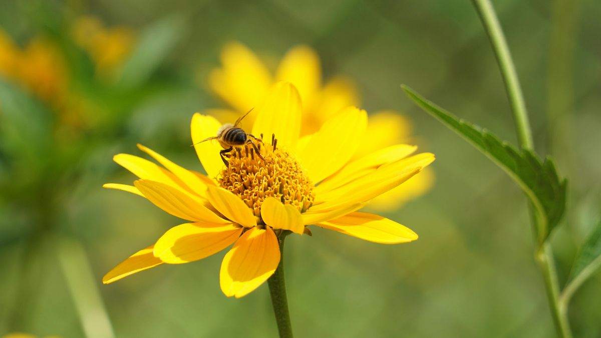 Mais escuro e fora do padrão conhecido pelo consumidor, o mel de melato da bracatinga carrega características que o diferenciam do mel floral comum (Foto: Freepik)