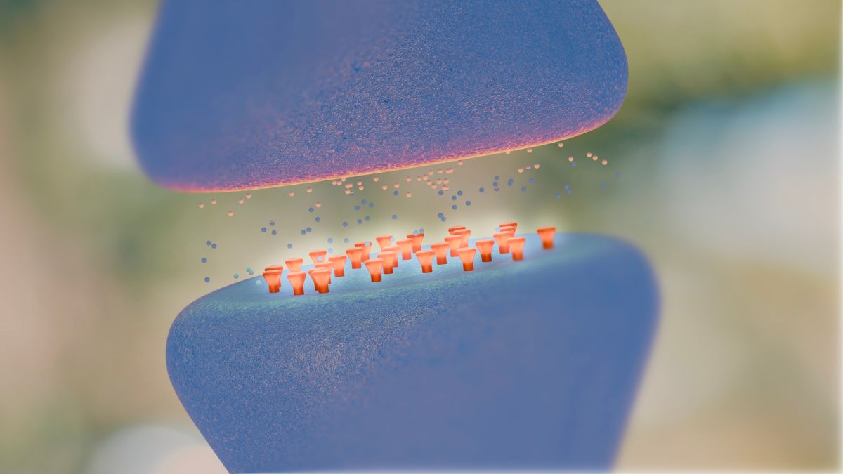 As conexões entre neurônios ajudam a explicar por que a memória depende de uma rede cerebral ativa e bem preservada (Foto: Freepik)