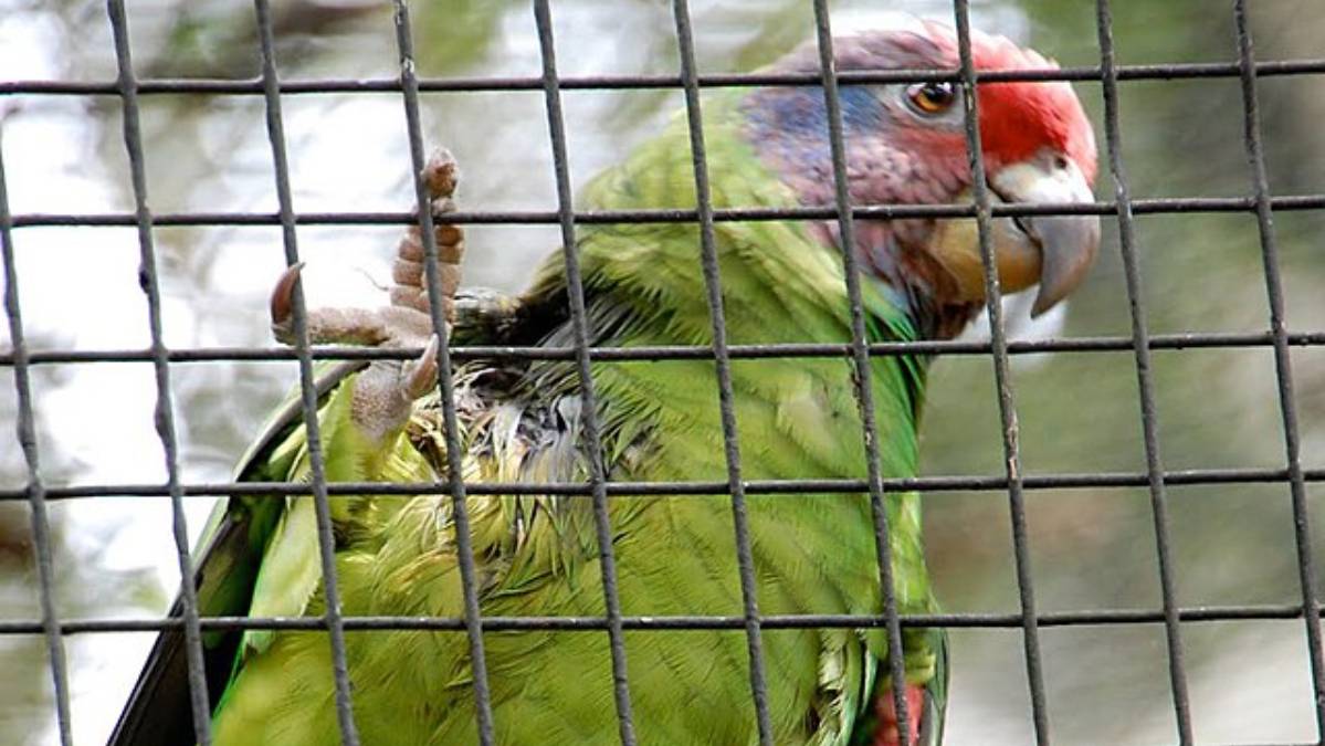 Filhotes de papagaios-de-cara-roxa, espécie ameaçada de extinção, foram resgatados de uma ação de tráfico de animais silvestres (Foto: Chad Bordes/ Wikimedia Commons)
