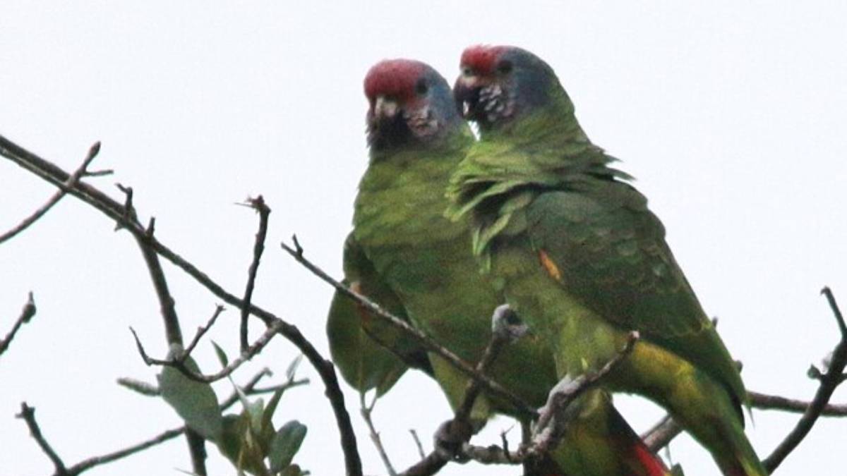 Um crime que começa antes mesmo do primeiro voo e compromete diretamente a sobrevivência dessas aves na natureza (Foto: Luiz Carlos Rocha from Brasil/ Wikimedia Commons)