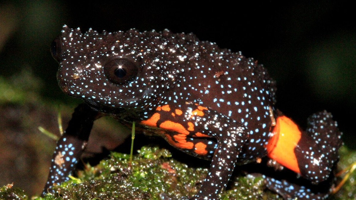 Ela é endêmica dos Gates Ocidentais, cadeia montanhosa do sul da Índia, e costuma ser encontrada sob troncos podres, folhas e pedras em áreas muito úmidas.