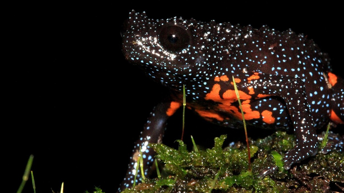 Além da aparência, chamam atenção o comportamento defensivo de contrair o corpo e o fato de ser a única espécie conhecida do gênero Melanobatrachus.
