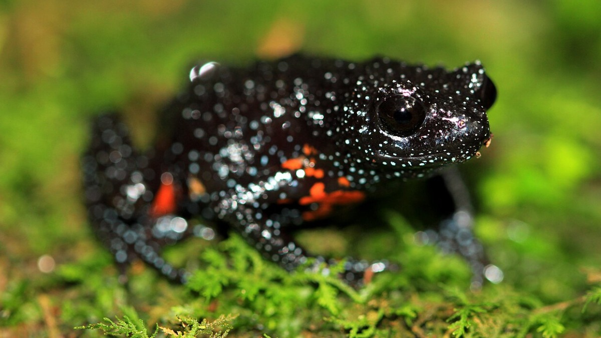 Endêmica das florestas do sul da Índia, a Melanobatrachus indicus é uma pequena rã negra com pontos claros, marcas vermelhas escondidas e registros escassos que intrigam a ciência. Fotos: Wikimedia Commons
