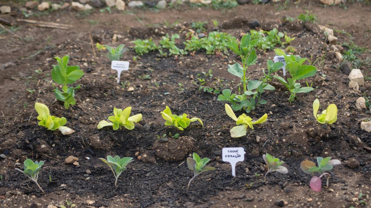 Alho, cebolinha e outras plantas de porte mais estreito podem ocupar faixas menores e completar bem a composição da horta (Foto: Pexels)
