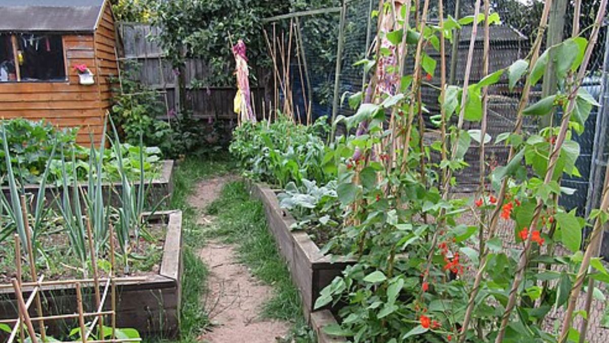 Plantas como pimenta e temperos ajudam a deixar a horta mais variada sem exigir grandes áreas de plantio (Foto: Wikimedia Commons/Kolforn)