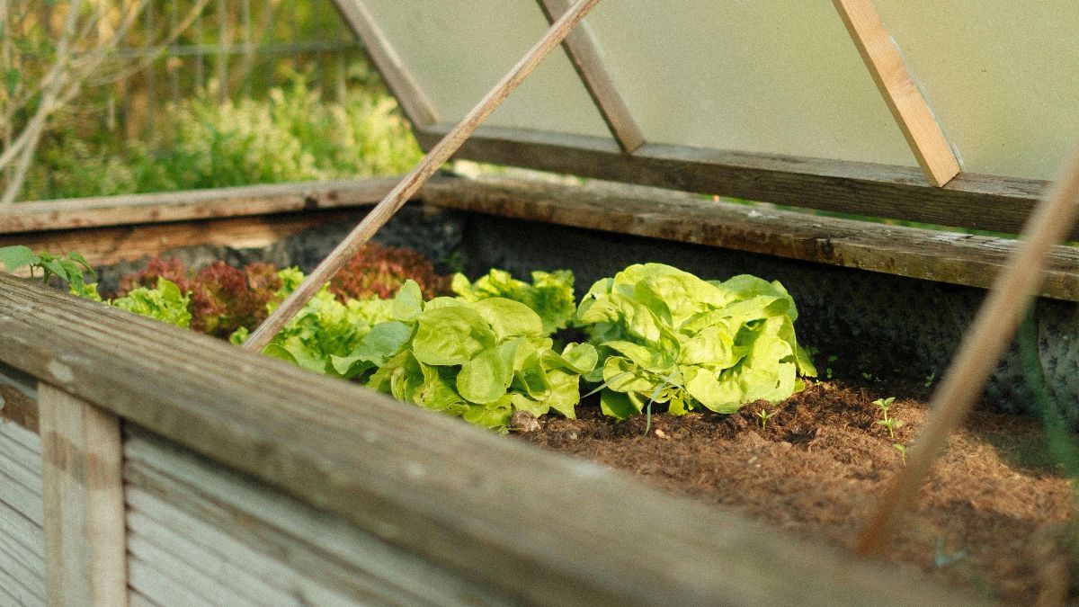 Folhas verdes costumam ser boas apostas para quem quer começar uma horta simples e colher em ciclos mais curtos (Foto: Freepik)