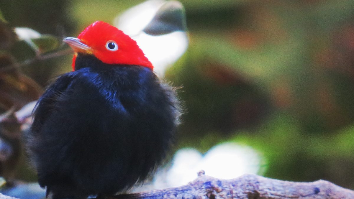 Pequeno e veloz, o red-capped manakin usa a combinação de cor intensa e agilidade para criar um dos rituais de corte mais impressionantes do mundo animal. Foto: Wikimedia Commons