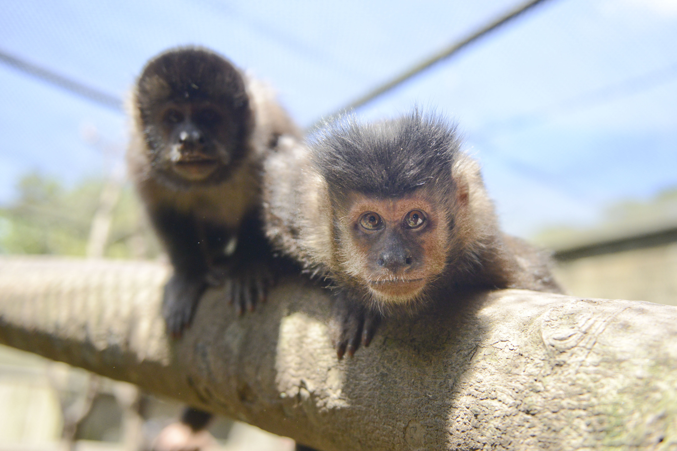 O zoológico dentro do Parque Estoril é uma das atrações mais procuradas /Divulgação/PMSBC