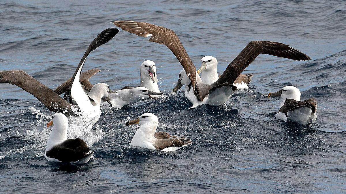 Os albatrozes também se destacam pela fidelidade e longevidade - (Ed Dunens/Wikimedia Commons)