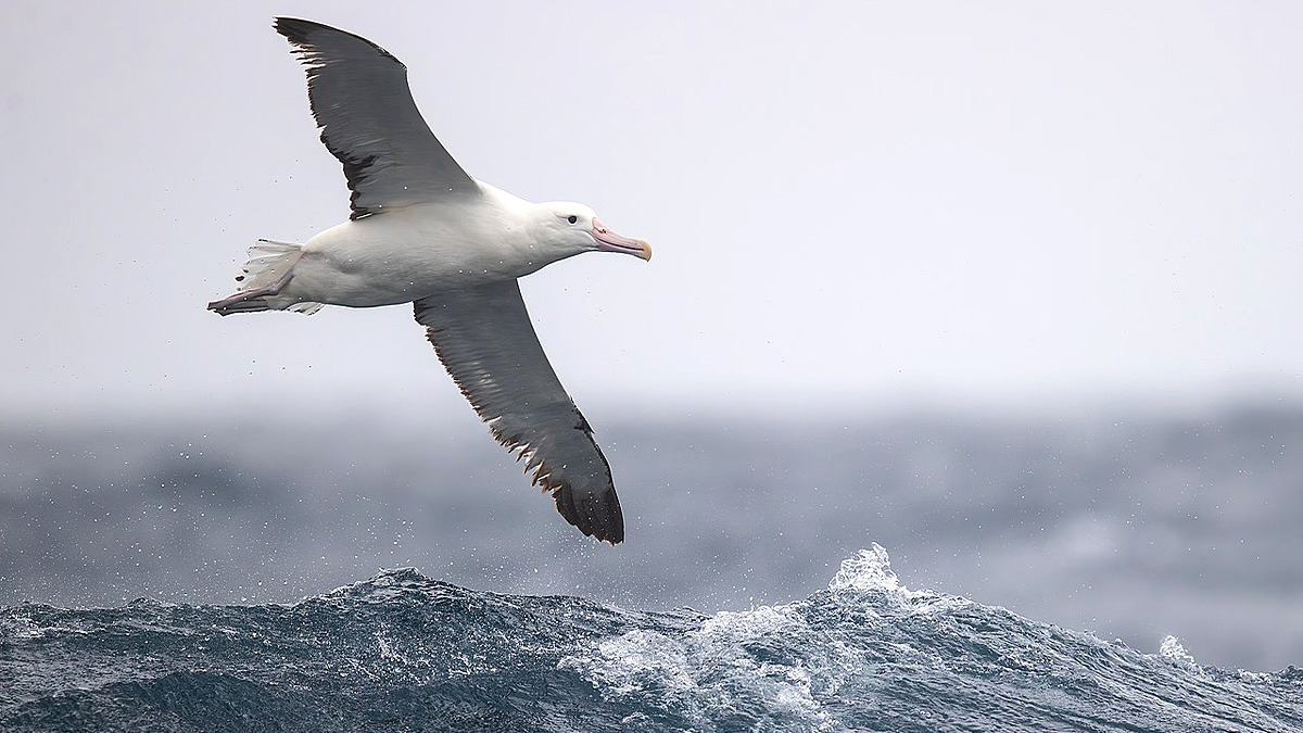O albatroz, por sua vez, vence na distância e velocidade - (Jjharrison/Wikimedia Commons)