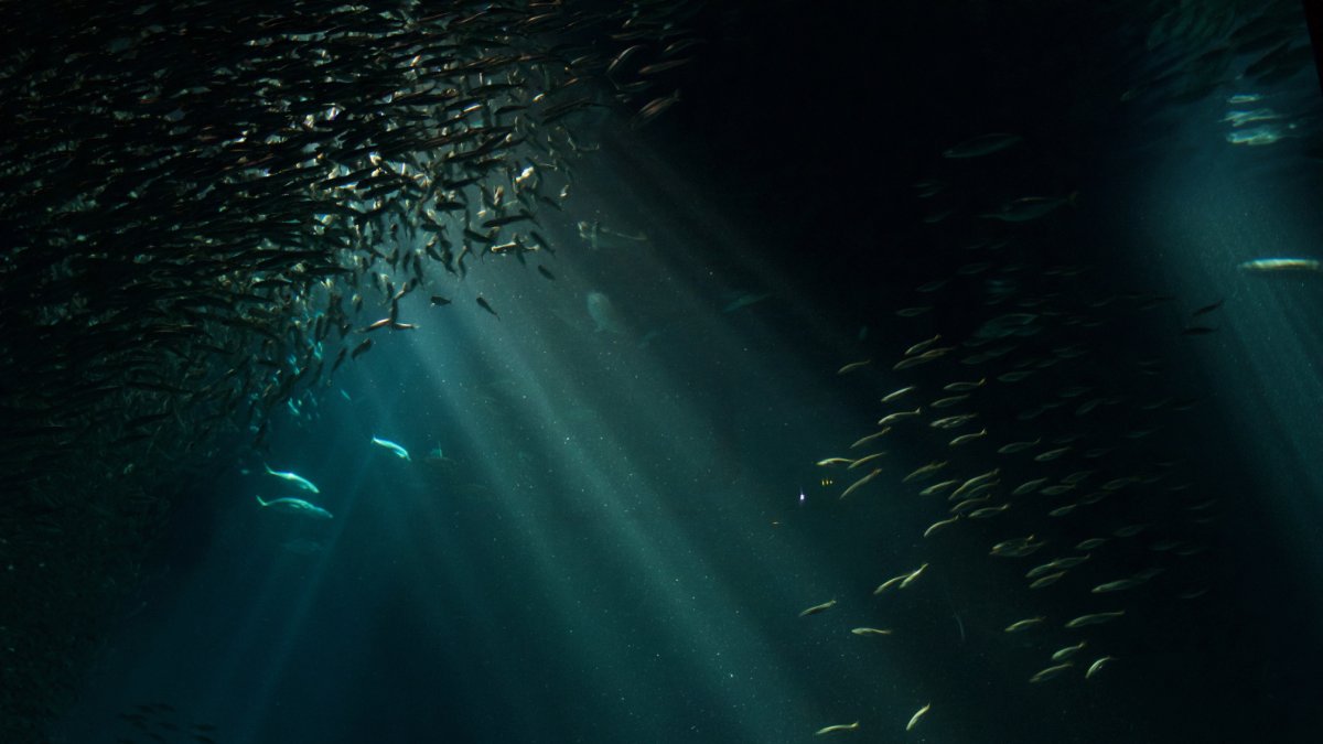 Uma estrutura viva que pode ultrapassar 40 metros intriga cientistas e revela o quanto o oceano ainda é pouco explorado