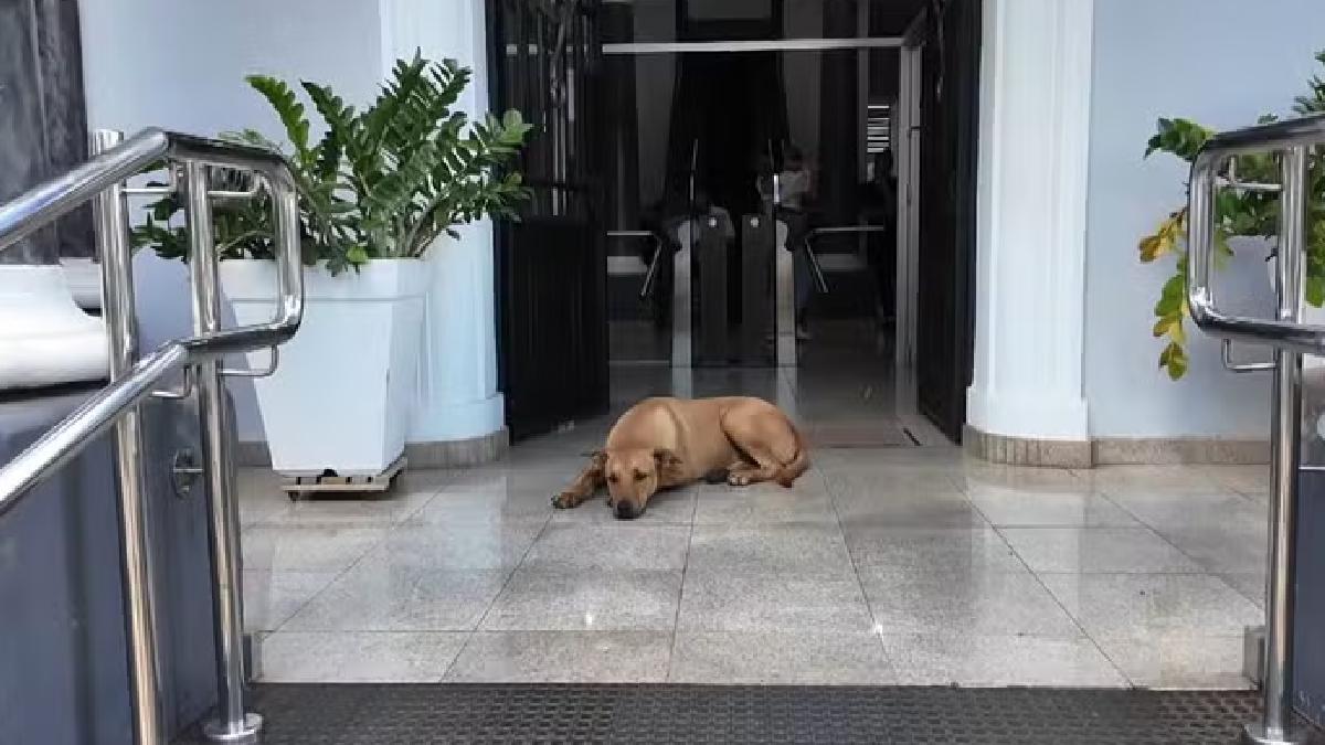 cachorro caramelo reproducao eptv