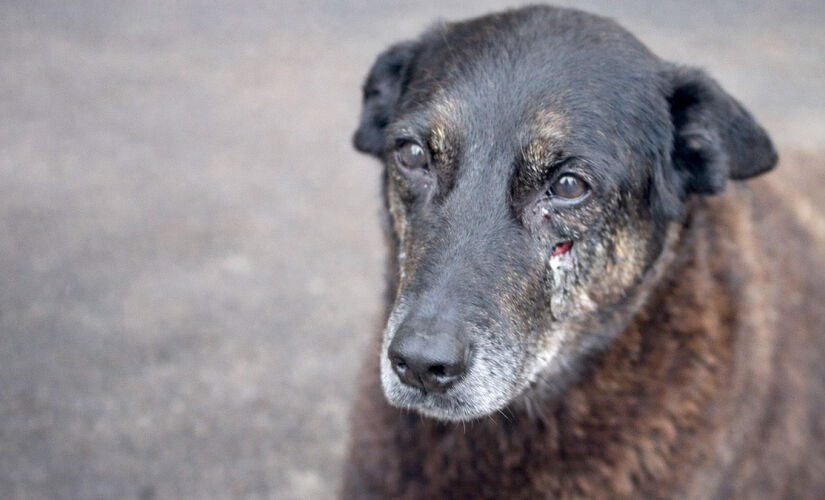 Crime do "Cão Orelha" ocorreu no início de janeiro, na Praia Brava, e ganhou grande repercussão após a divulgação de imagens | Reprodução/Redes sociais
