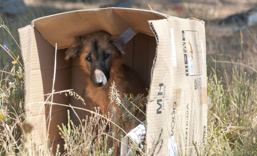 Entenda as leis que protegem os animais de maus-tratos. Foto: Pexels