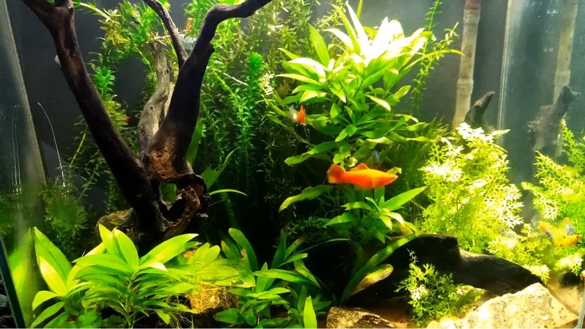 Para a ciência, a clonagem dificulta que espécies sejam duradouras na evolução, mas isso não acontece com esse peixe