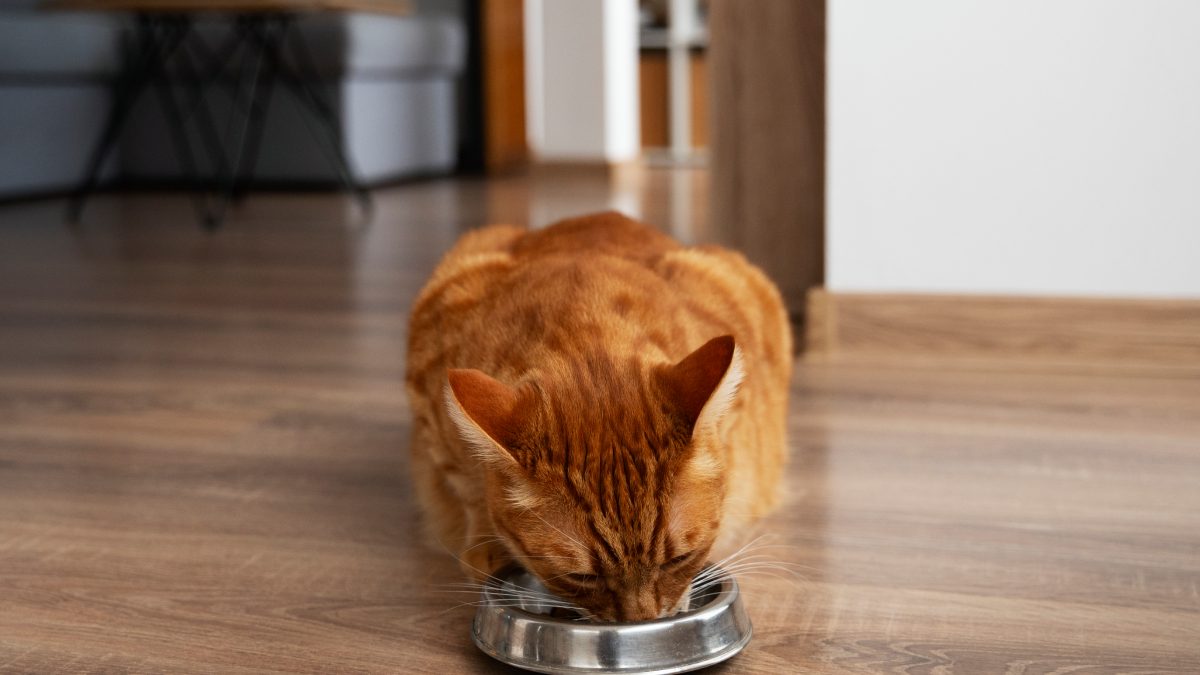 Quando um novo aroma aparece, o interesse pode voltar mesmo sem trocar totalmente o alimento. Foto: Freepik