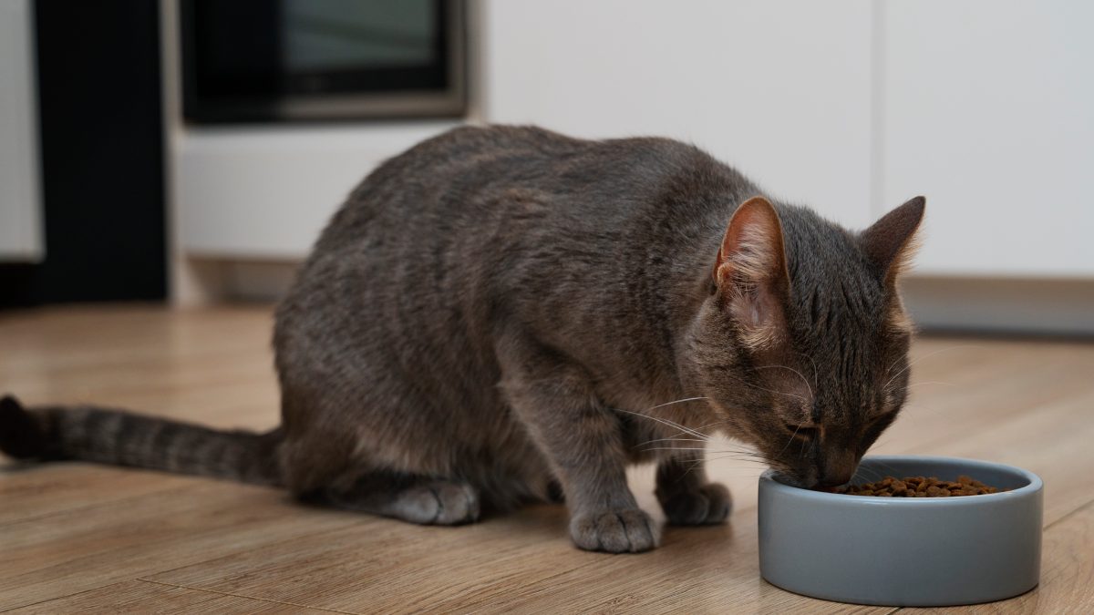 O resultado ajuda tutores a entender melhor o comportamento alimentar dos felinos e a observar sinais de alerta. Foto: Freepik