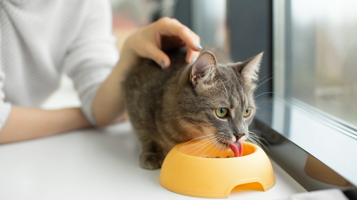 A saciedade também conta, mas o odor parece ter um peso importante no comportamento alimentar. Foto: Freepik