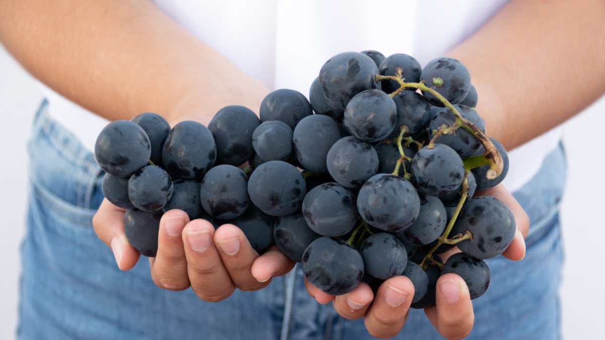 Estudo revela que uvas frescas são superalimentos essenciais para a saúde do cérebro e do coração