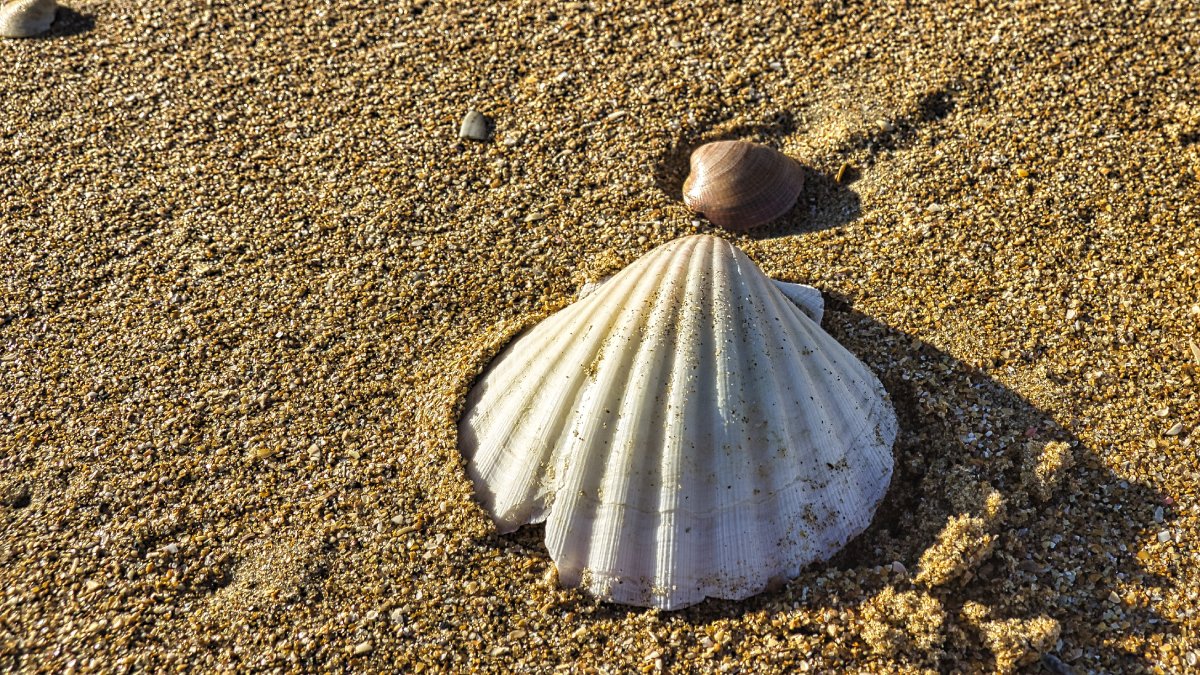 Ilha é formada de restos de moluscos, base da alimentação humana da região há mais de mil anos