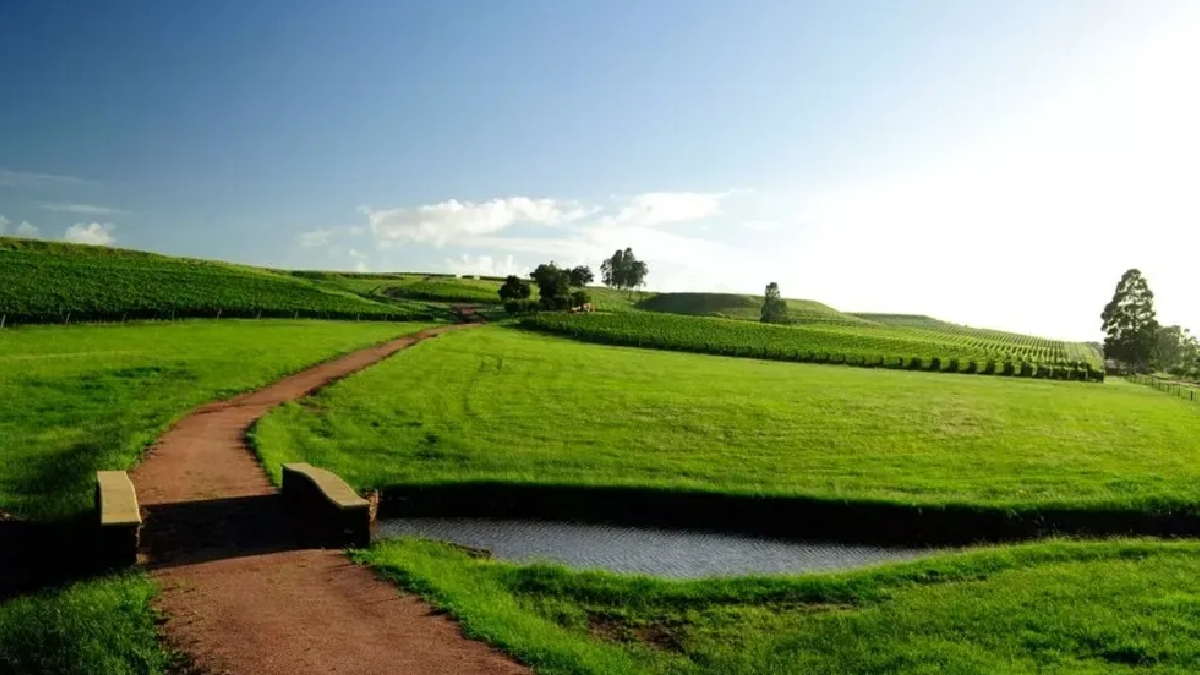 Um dos empreendimentos do narrador que mais chamam a atenção é a Bellavista Estate, localizada em Candiota, no Rio Grande do Sul, já na fronteira com o Uruguai, que possui mais de 100 hectares - (Reprodução)