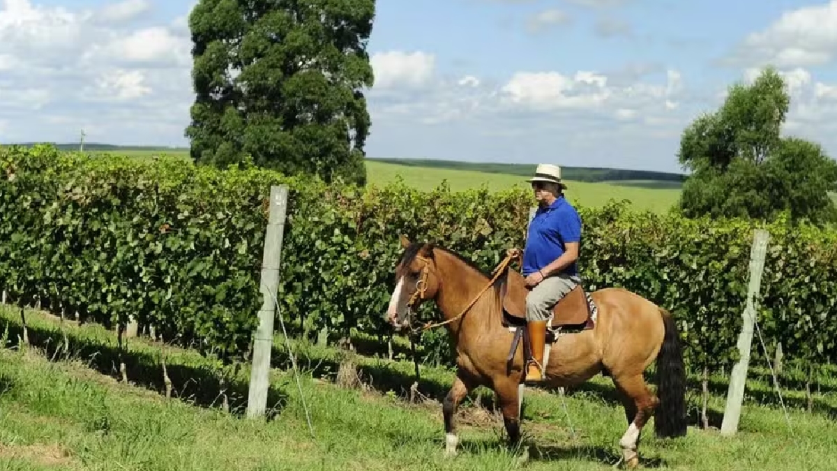 Na fazenda gaúcha, ele mantém uma criação de cavalos da raça Crioula, resgatando o gosto pelo hipismo que cultiva desde a infância - (Reprodução/Instagram)