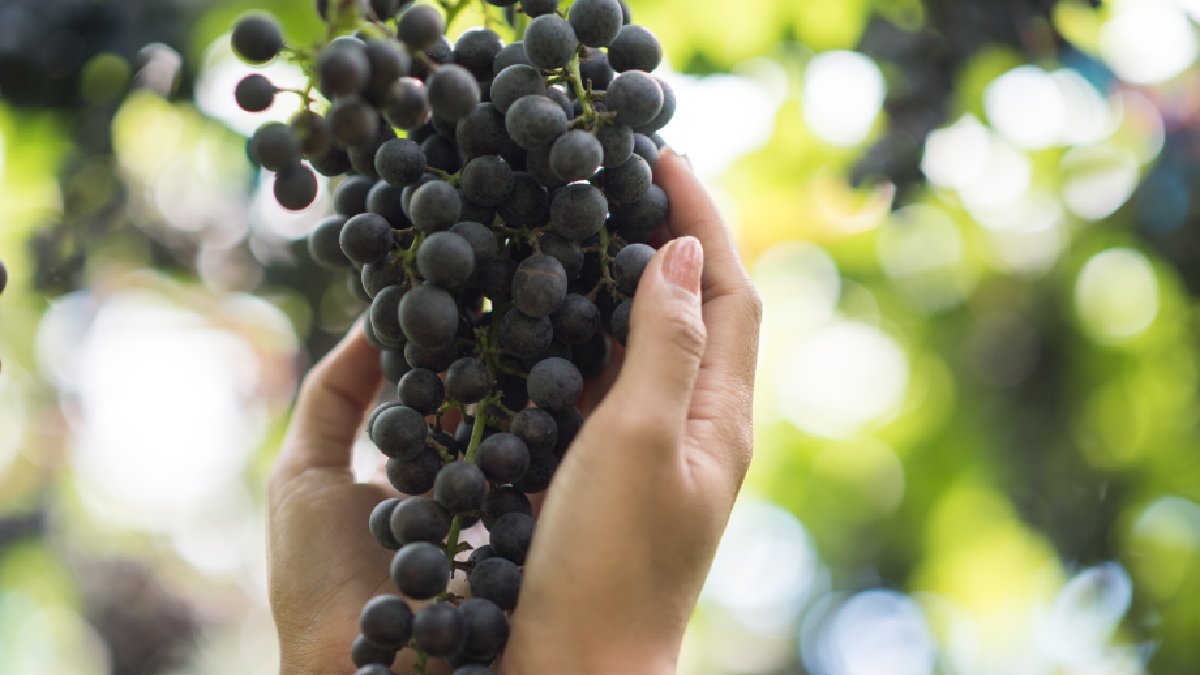 Prefira uvas roxas ou vermelhas: as cascas escuras concentram muito mais antioxidantes naturais
