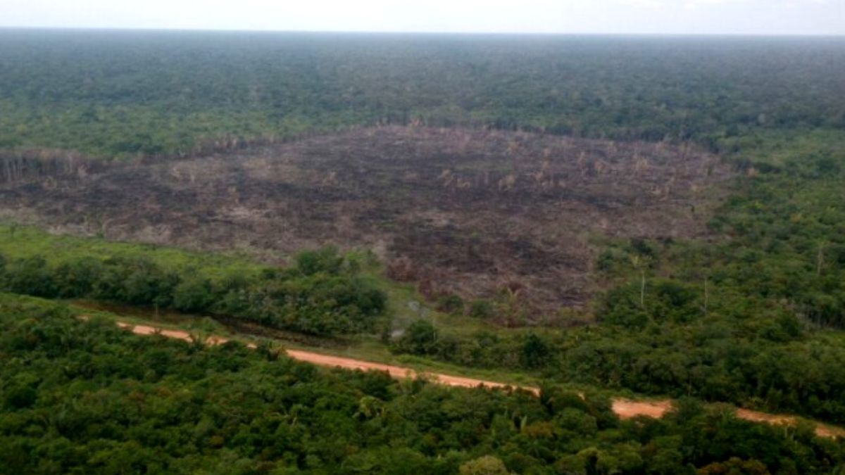 Área de floresta nativa queimada e desmatada nas proximidades da BR-319. Ambientalistas alertam que a pavimentação pode facilitar o acesso ilegal a terras indígenas e unidades de conservação. Reprodução/Ibama