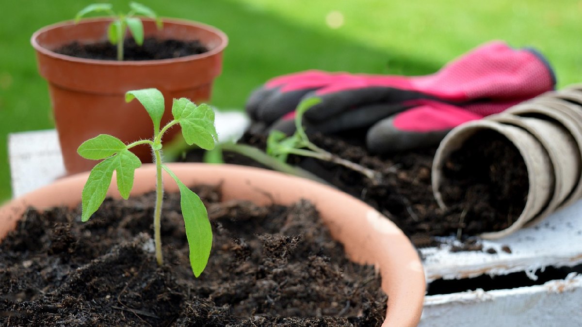 Para começar o tomateiro invertido, você só precisa de um broto levemente desenvolvido para conseguir direcionar o sentido de crescimento da planta (Foto: Neelam279 / Pexels)