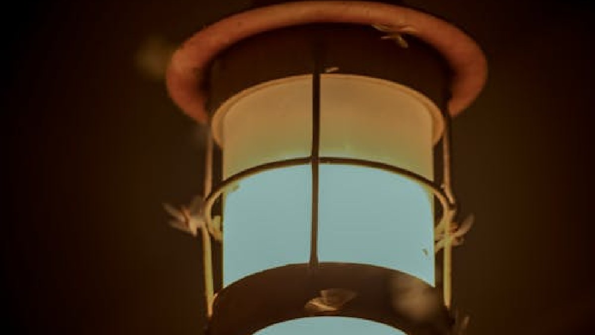 Por exemplo, os insetos utilizam a luz da Lua como meio de navegação, na chamada fototaxia positiva, e com o excesso de luz artifical eles podem se perder ou serem expostos à predadores (Foto: Arjun Aravind / Pexels)