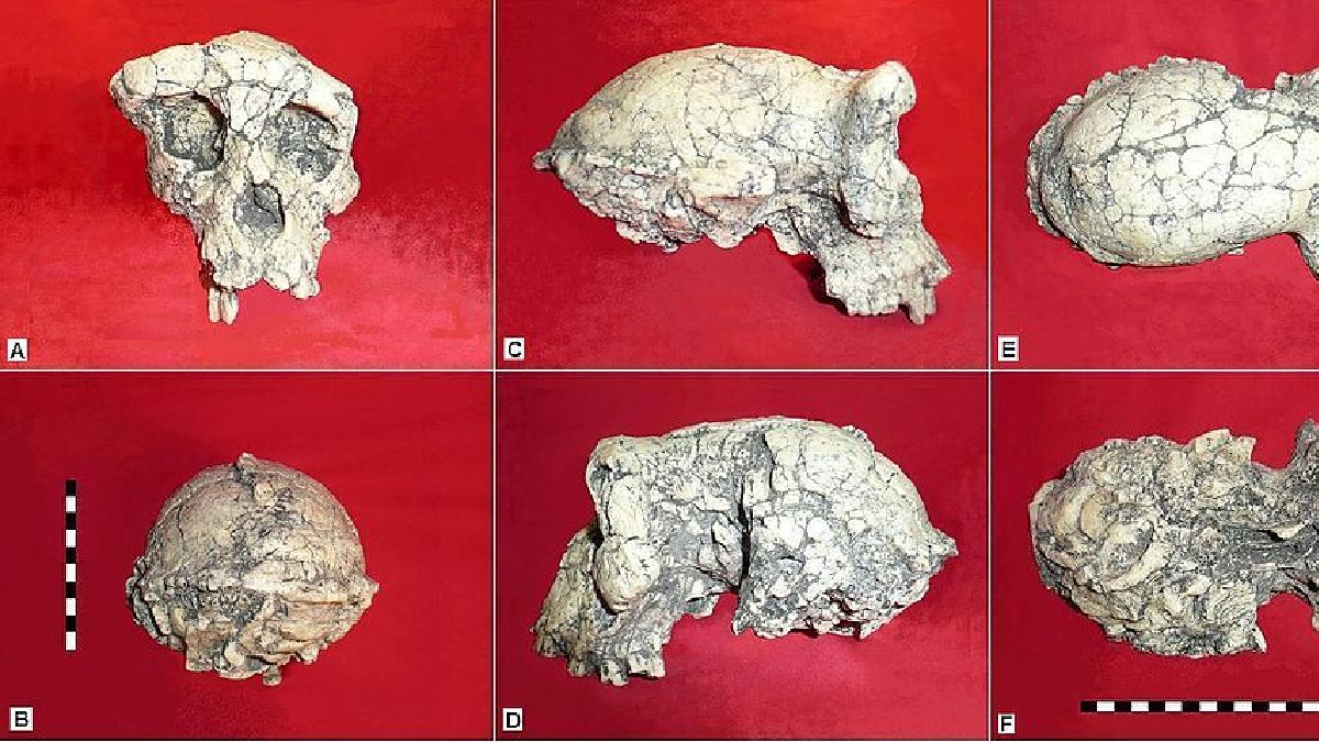 A montagem do crânio Toumaï exibe frente, laterais, topo e base do fóssil usado para comparar traços entre hominídeos muito antigos (Foto: Oryctes / Wikimedia Commons)